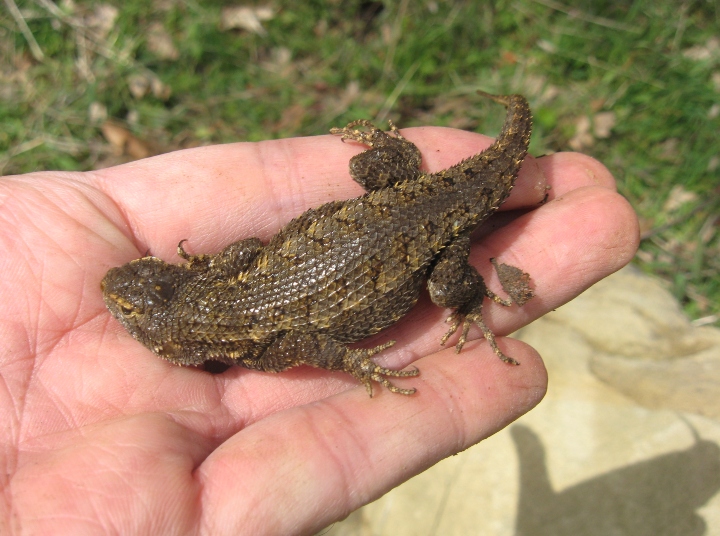 Fence Lizard